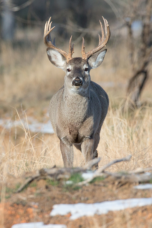 white-tailed deer standing near some snow