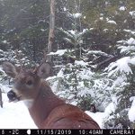 Toufic El-Saikali of Ottawa sent in this tongue-wagging deer trail cam photo.