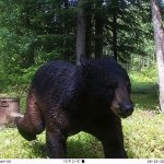 Rob Campbell of Richmond sent in this trail cam photo of a bear.