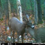Matt Johnson of Huntsville caught some deer love on his trail cam from 2019.