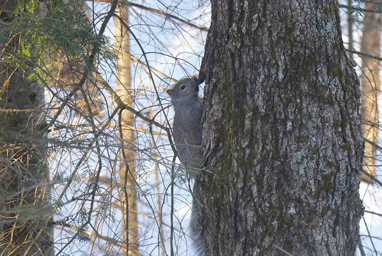 a squirrel hides out in a tree