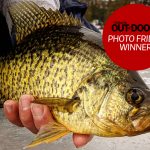 Brian Johnson of Minden Hills caught this 14” black crappie while fishing with a friend.