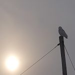 Eric Wagler of Rostock snapped a snowy owl on a perch in Perth East.