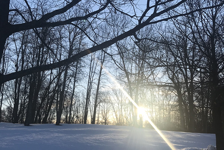 sunlight splits through the trees in a winter scene