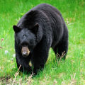 a black bear ambling through the greenery