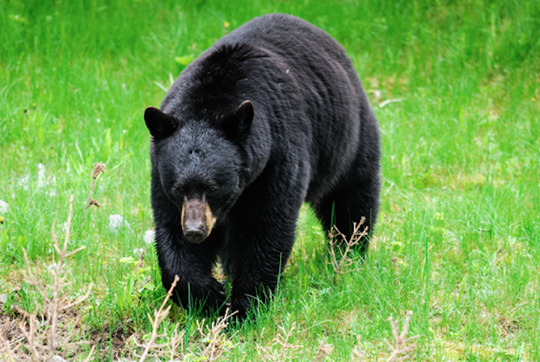 a black bear ambling through the greenery