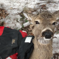 a deer tries to warm up after falling through ice