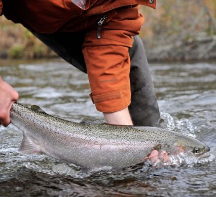 steelhead on the river