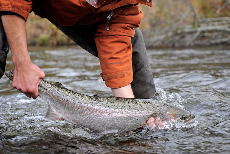 Dissecting the steelhead - Ontario OUT of DOORS