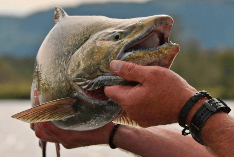 Fall King Salmon  The Return of the King Salmon on the Great Lakes!!!!