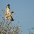Female Mallard Duck Flying Low Over the Trees