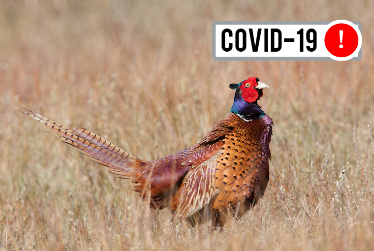 pheasant in a field