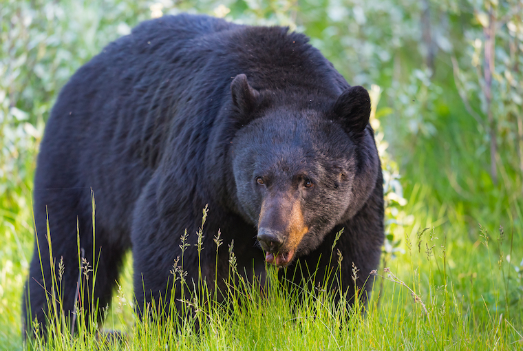 a big spring bear hunt bear in the verge