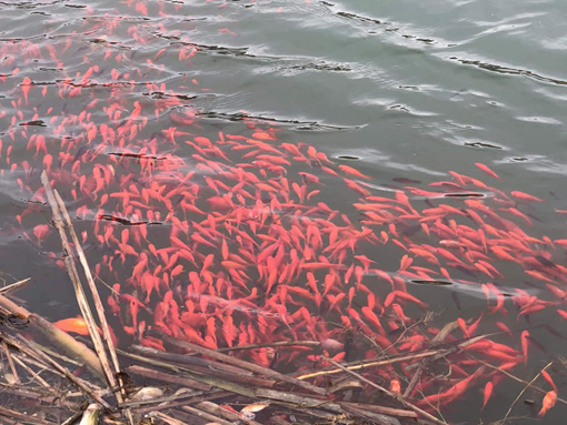 school of goldfish in pond