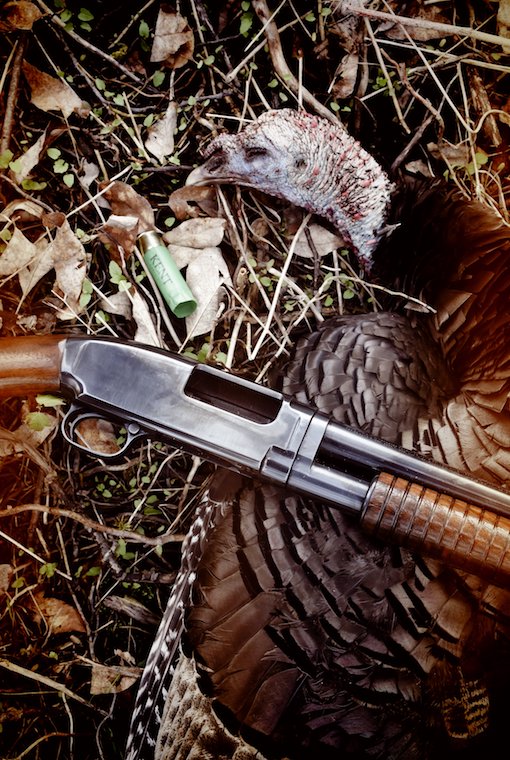 a fallen turkey with gun