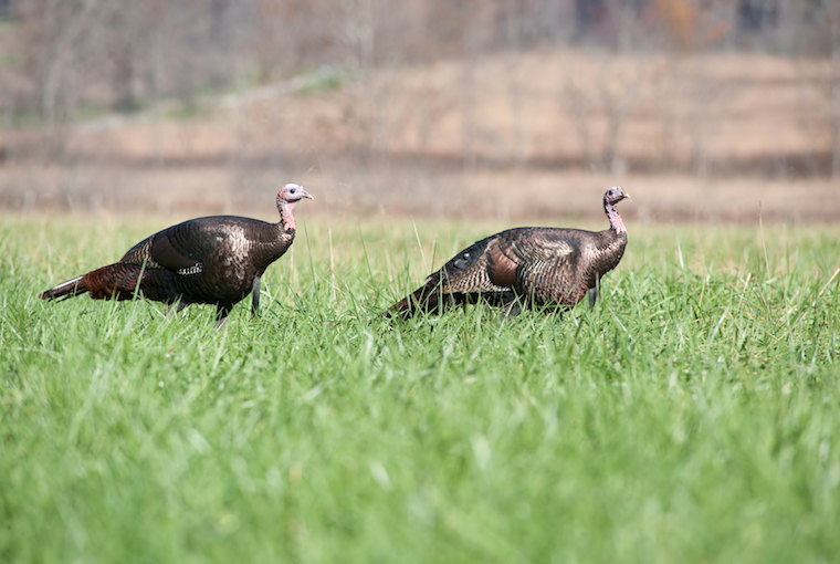 two resistant turkeys