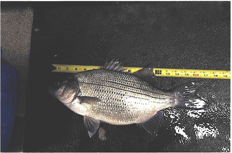 Record white perch caught