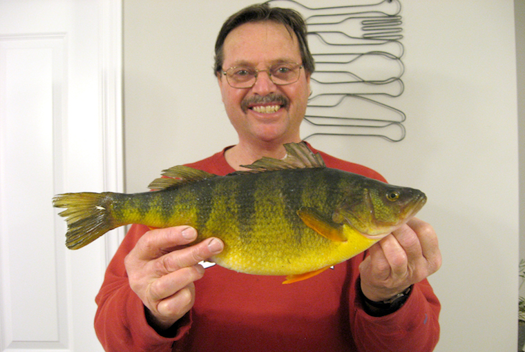 huge yellow perch