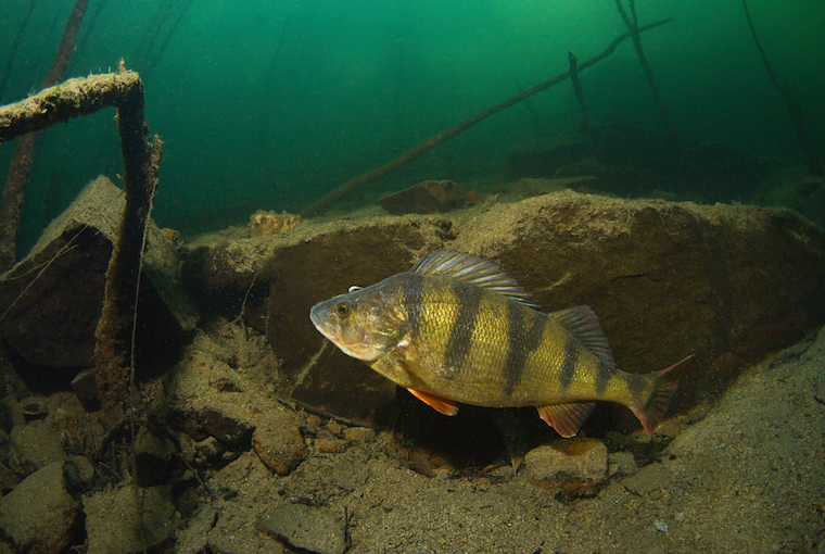 In deep with perch bites - Ontario OUT of DOORS