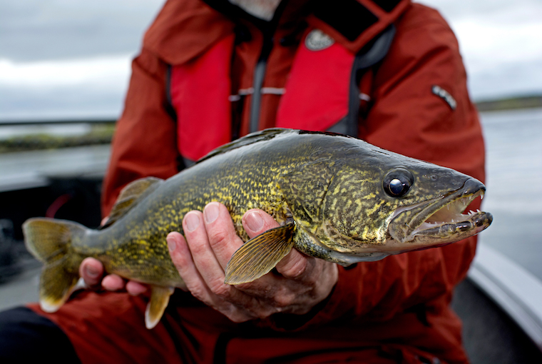 5 pro tactics for walleye - Ontario OUT of DOORS