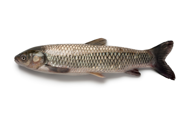 Bighead Carp – Asian Carp Canada