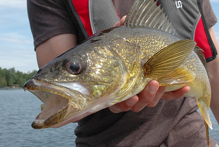 a gasping walleye