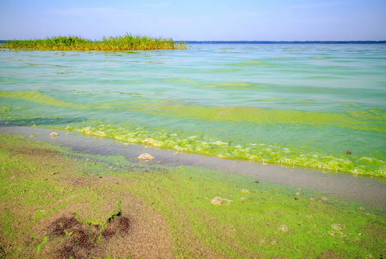 What Exactly Is Blue Green Algae? - Trout Unlimited Canada