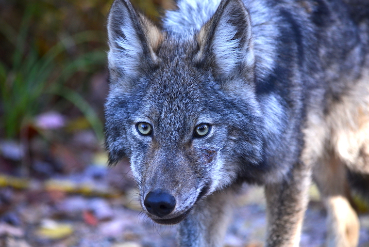 aggressive coyote killed