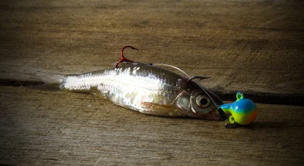 How to add a stinger hook to a jig and swimbait