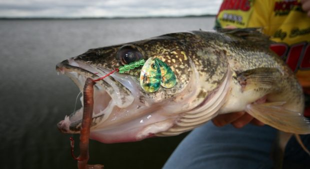 Northland Fire-Ball Live Bait Jig W/ Stinger Hook Your Choice Color Sz.  Walleye