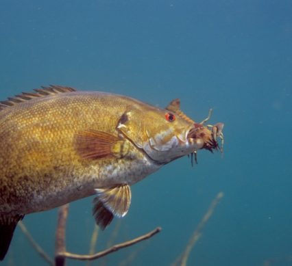 bass with crayfish