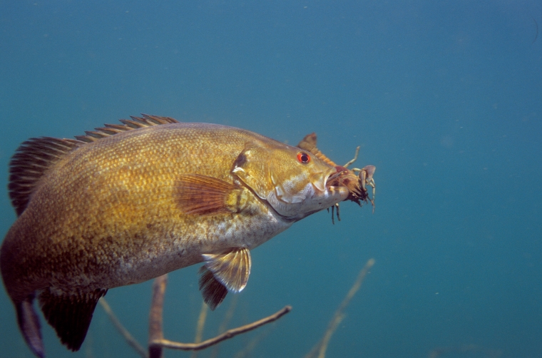 Smallmouth bass with a crayfish in its mouth