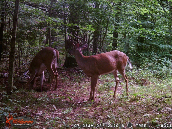 two deer from a trail cam