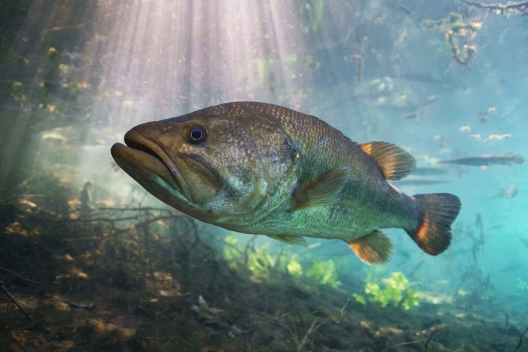 Where largemouth lurk underwater photo of bass