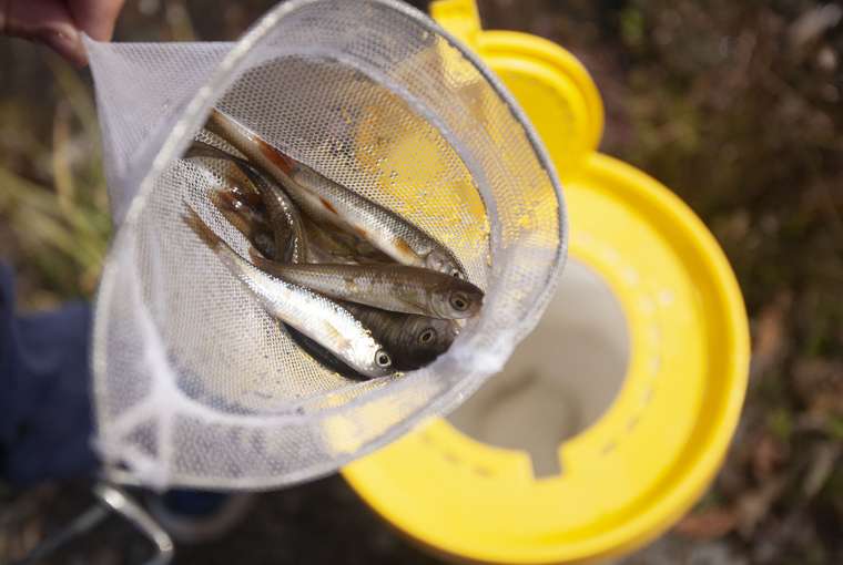 Minnows held in a net above a minnow bucket