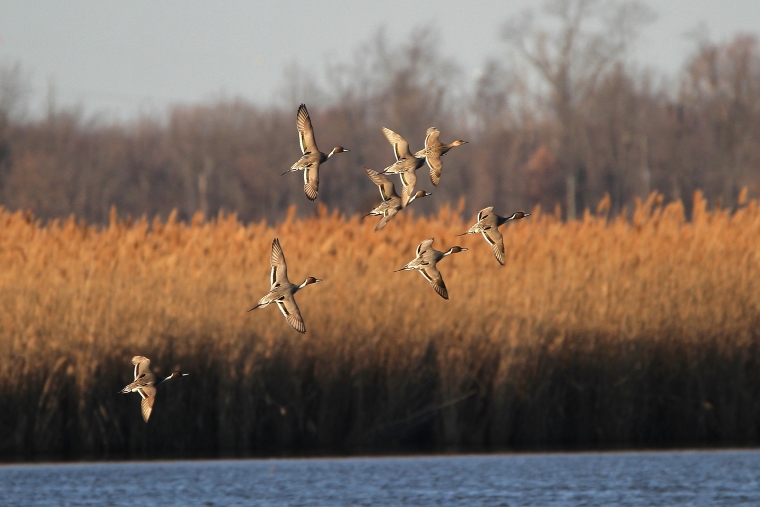 Eight ducks flying within wetland in formation