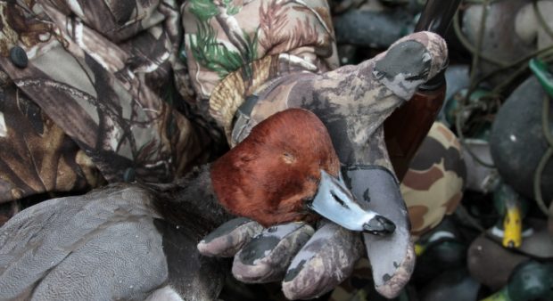 a diver duck's head, cradled in a gloved palm