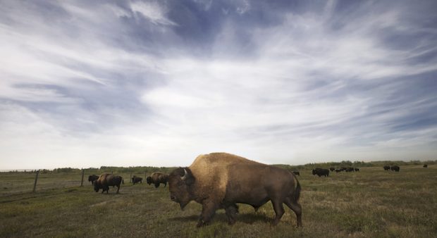 Syncrude maintains a herd of 300 award-winning wood bison on reclaimed grassland at its Beaver Creek Ranch, operated in conjunction with Fort McKay Group of Companies.