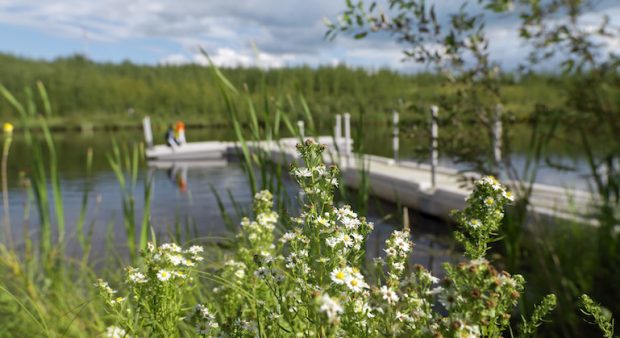 Syncrude's Pete's Pond. Pete's Pond is among several reclaimed wetlands situated on South Bison Hills. Reclaimed in the early 1990s, the 1,000-hectare landscape also features healthy forests and grasslands. A portion of the Beaver Creek Wood Bison herd grazes here