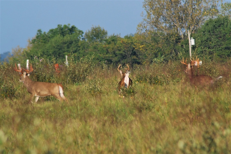 buck trio in the thicket