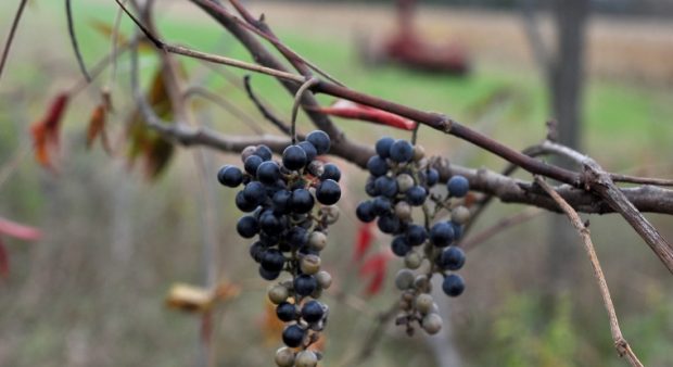 late-harvest grapes on the vine, succumbing to increasing brix levels