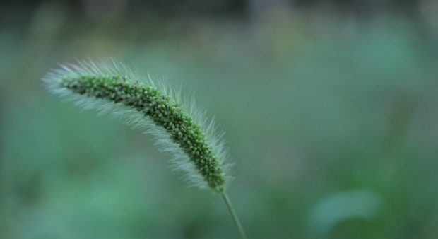 vegetation