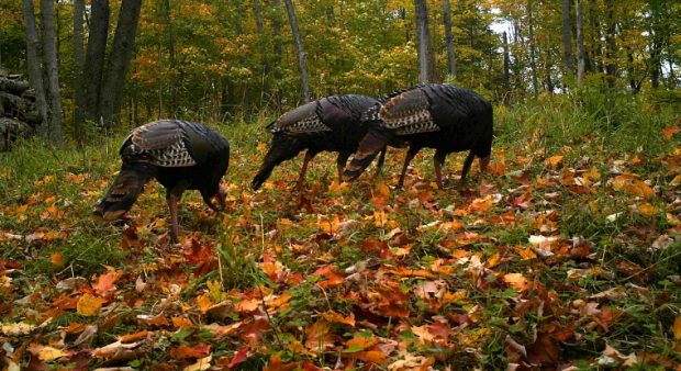 three turkeys feeding in the leaves