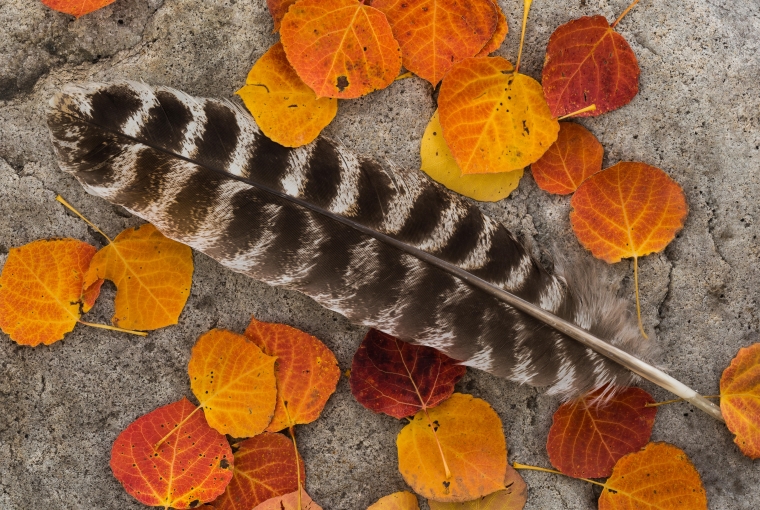 a turkey feather laying on stone, garnished by fallen leaves in various shades of orange