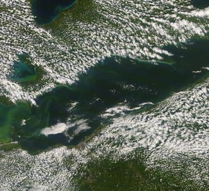 Fish wasting in Great Lakes' depths due in part to algae blooms