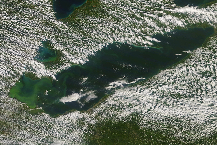 Fish wasting in Great Lakes' depths due in part to algae blooms