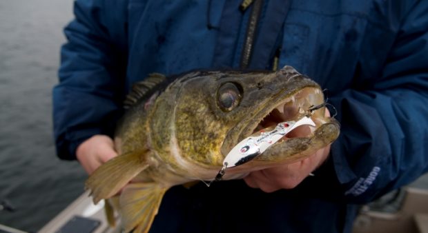 Up close look at a walleye