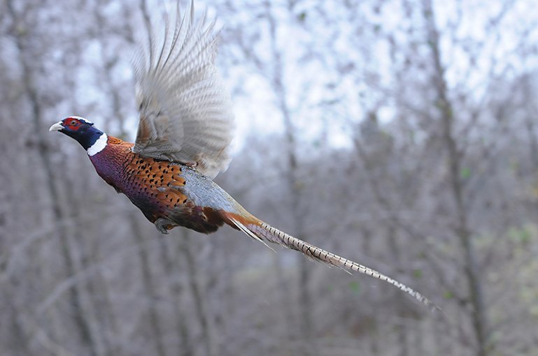 Released pheasant flies off yonder 