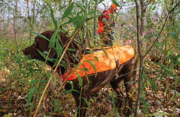 hunter orange protects dogs, too, in this photo of a lab wearing a hunter orange cape