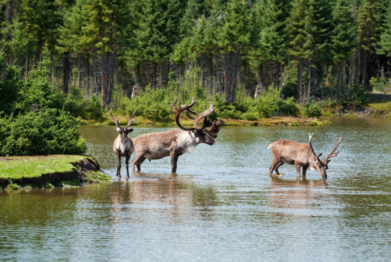 Caribou cuties wading out into a river